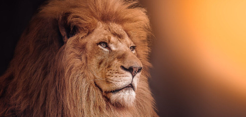 The Lion's Den